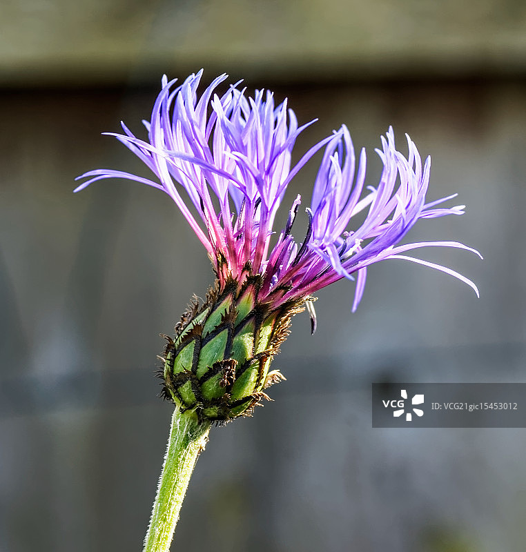 矢车菊图片素材