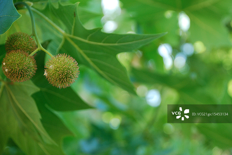 栗树花图片素材