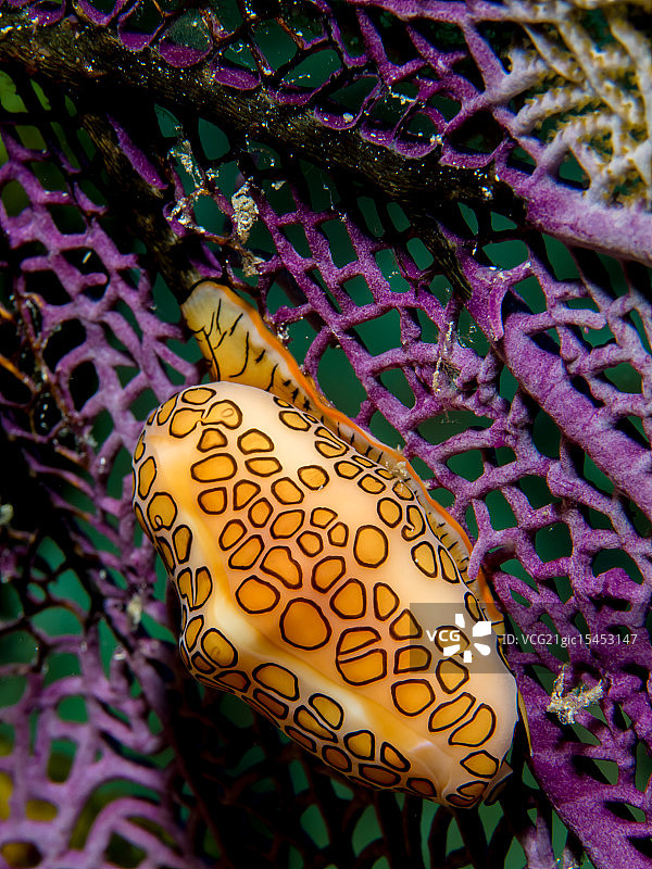 火烈鸟舌蜗牛图片素材