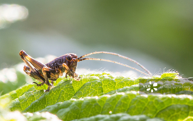 小跳线图片素材