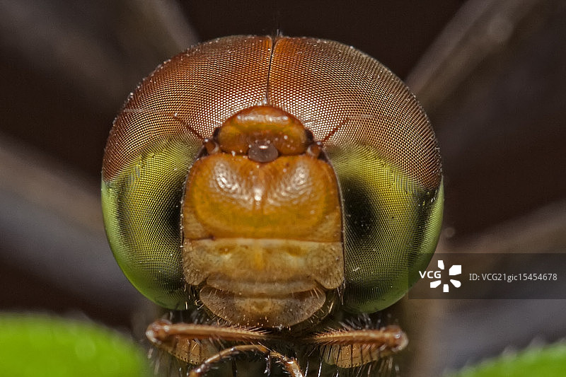 蜻蜓的眼睛图片素材