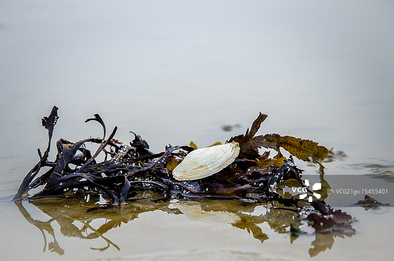 蛤蜊与海藻图片素材