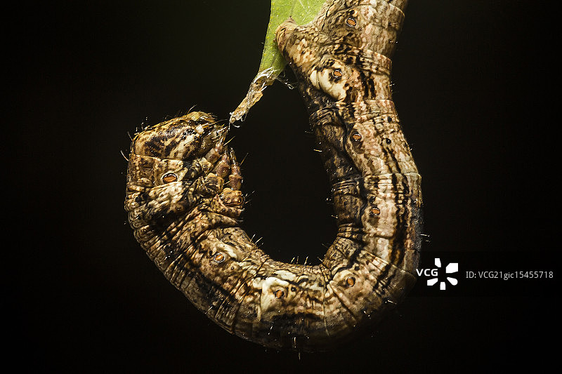 毛毛虫图片素材