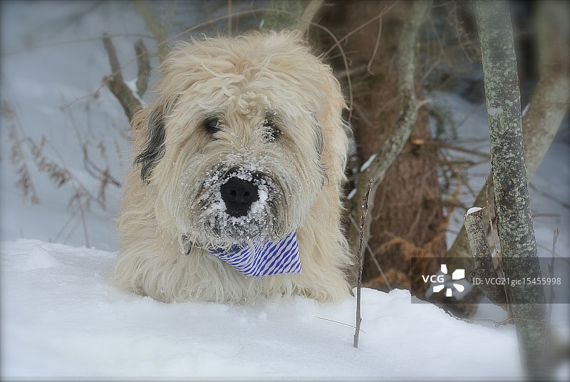 莫西小姐图片素材