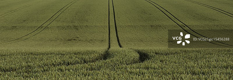 金色田野图片素材
