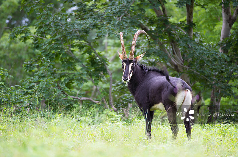 乔贝国家公园的黑貂羚羊图片素材