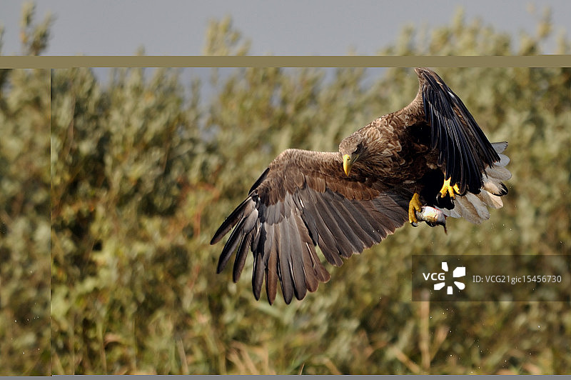 捕鱼的白尾海雕图片素材