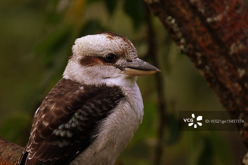 笑翠鸟图片素材