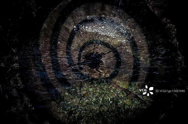 鹦鹉螺图片素材