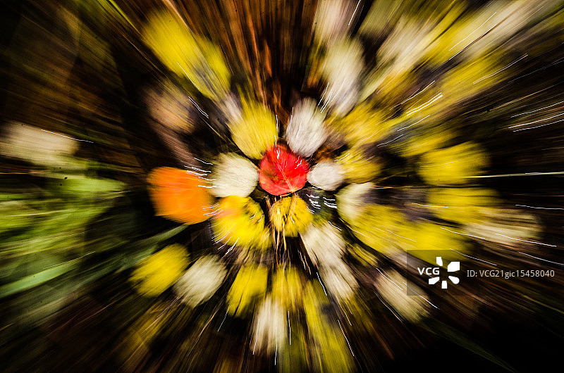 快速飘落的白杨树叶图片素材