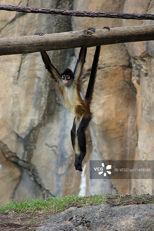 在动物园玩耍图片素材