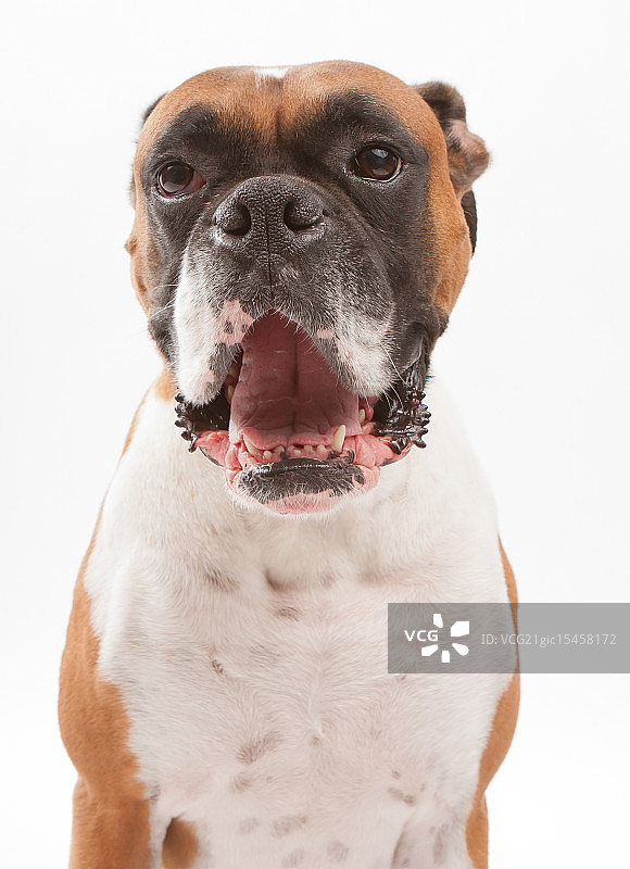 拳击手霍雷肖图片素材