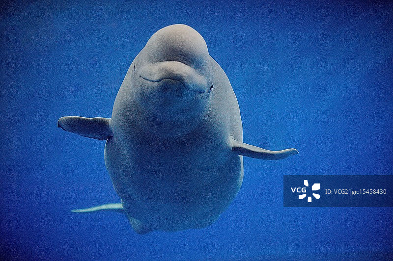 白鲸图片素材
