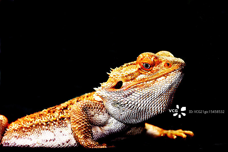 我的宠物图片素材