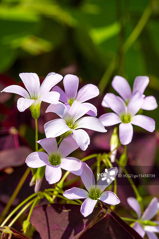 紫叶酢浆草图片素材