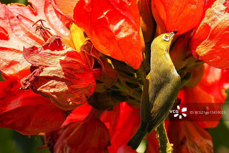 非洲郁金香树上的白眼鸟图片素材