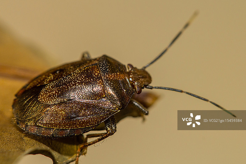 某种椿象图片素材