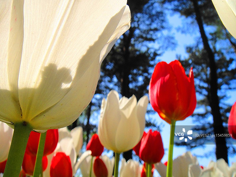 日立海滨公园的郁金香图片素材