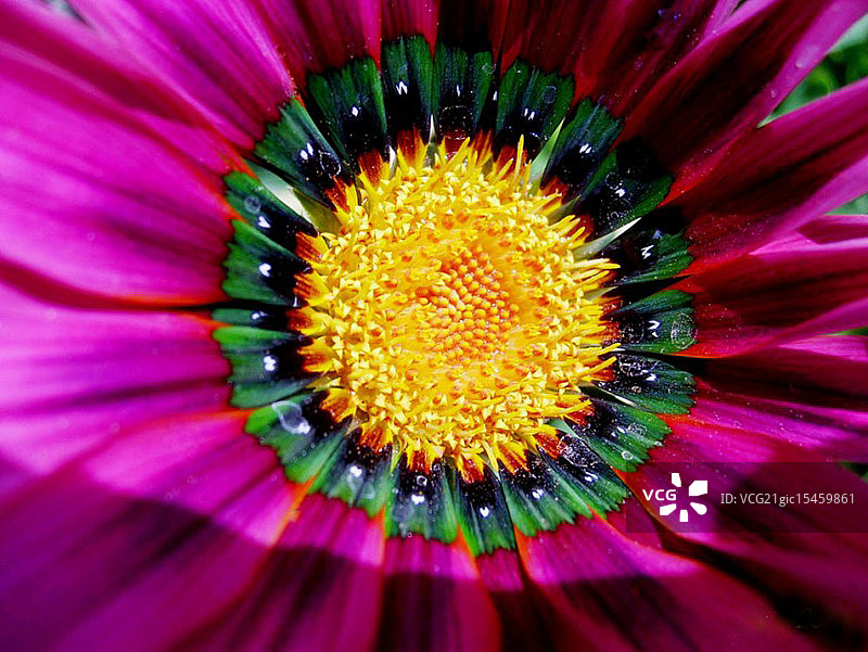 勋章菊花心图片素材