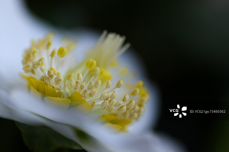铁筷子图片素材