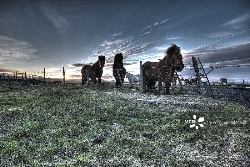 冰岛马图片素材