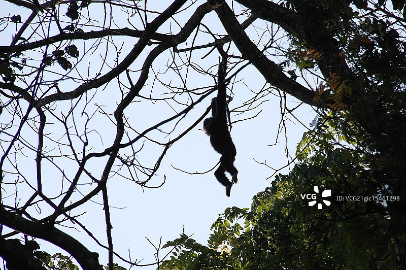 行动中的长臂猿图片素材
