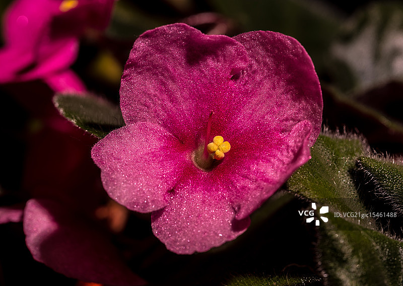 非洲紫罗兰图片素材