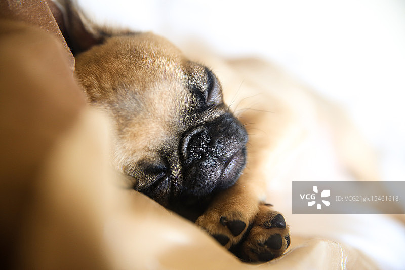 巴哥犬图片素材