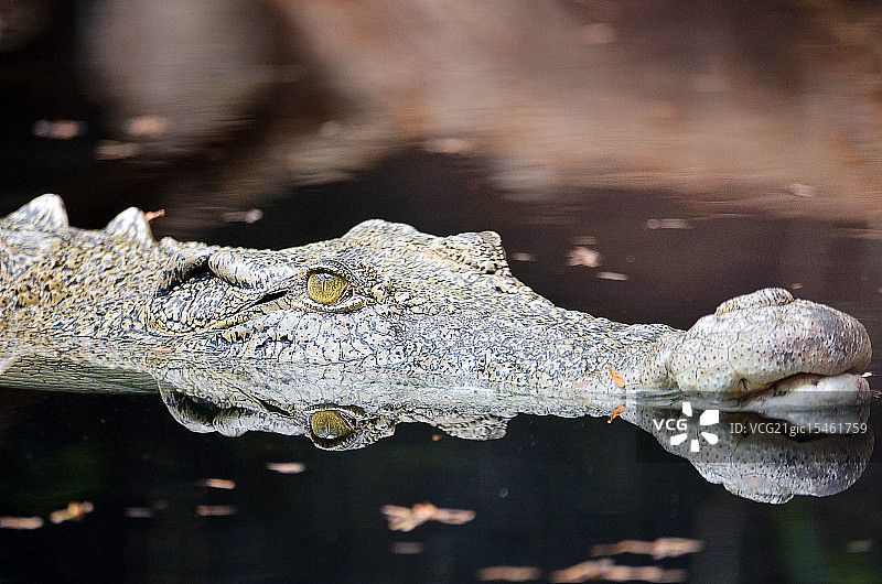 古巴鳄鱼图片素材