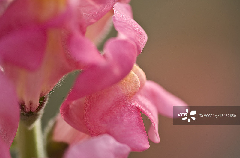 粉色金鱼草图片素材