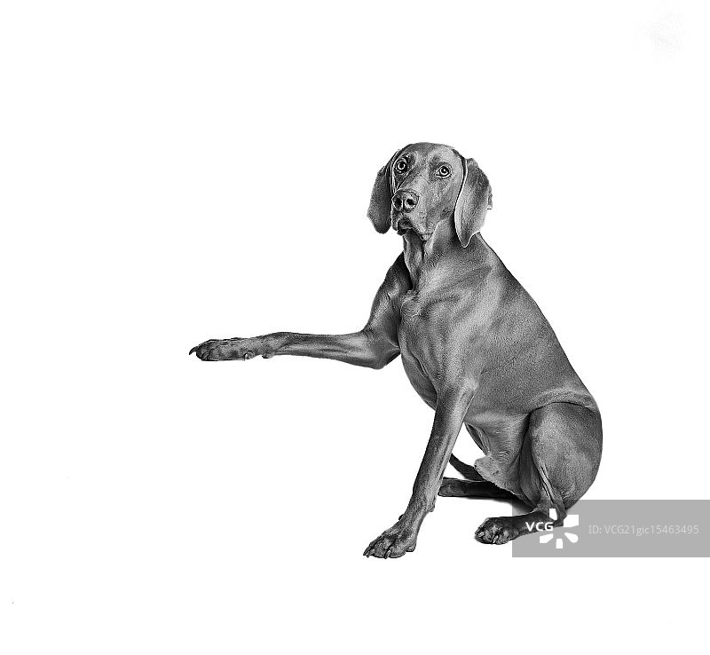 神奇狗厄尼图片素材