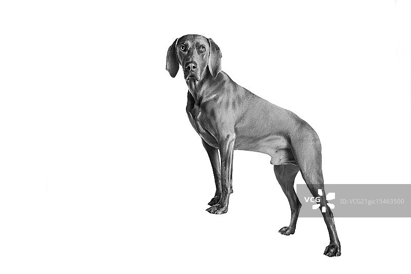 神奇狗厄尼图片素材