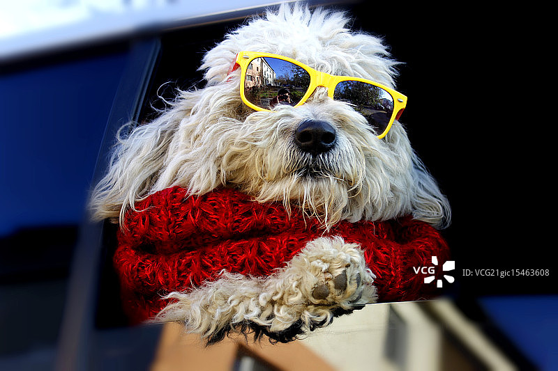 时尚宠物狗图片素材