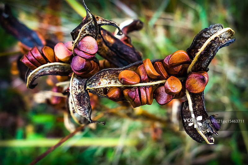 豆荚 Burst图片素材