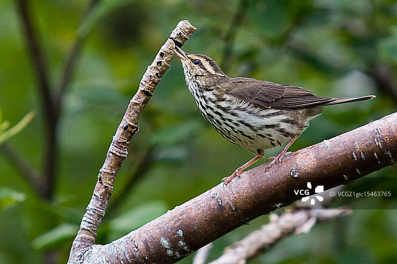 寻找晚餐图片素材