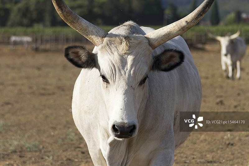 玛瑞玛母牛图片素材