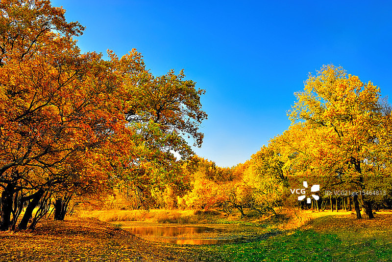 秋季森林与小湖泊图片素材