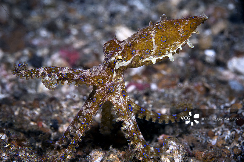 火之戒图片素材