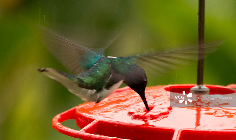白颈蜂鸟图片素材