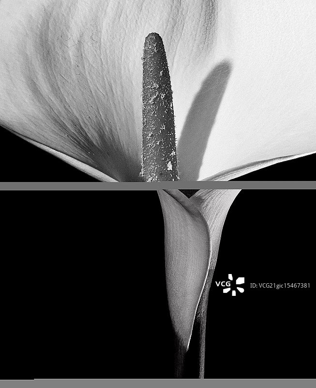 马蹄莲图片素材