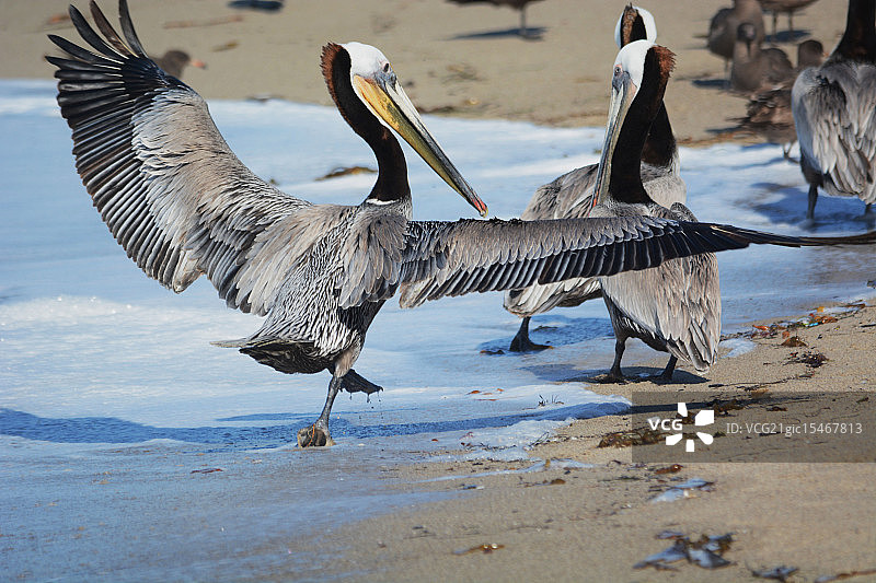 杜姆角州立海滩的褐鹈鹕图片素材