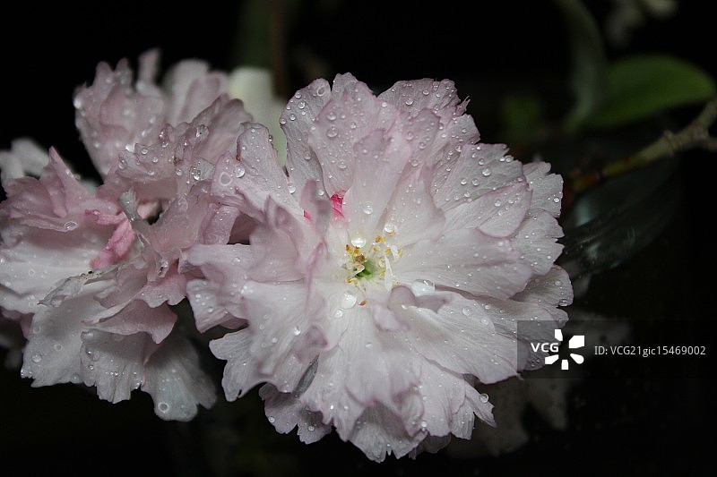 被露水浸湿图片素材