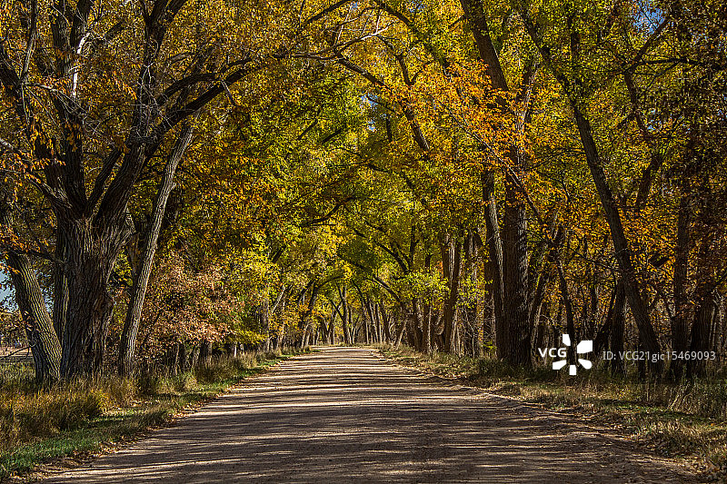 三角叶杨树冠图片素材
