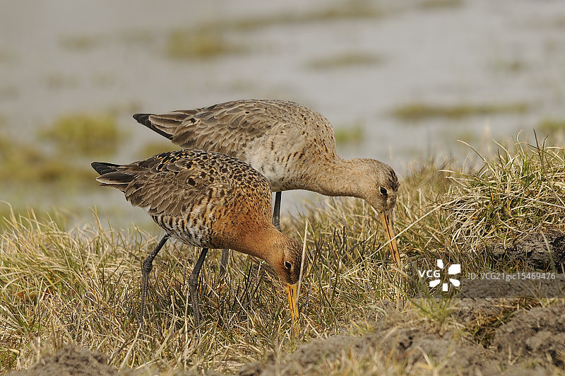 黑尾塍鹬图片素材