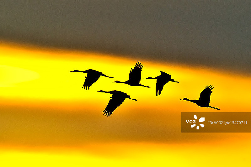 飞行中的沙丘鹤群图片素材