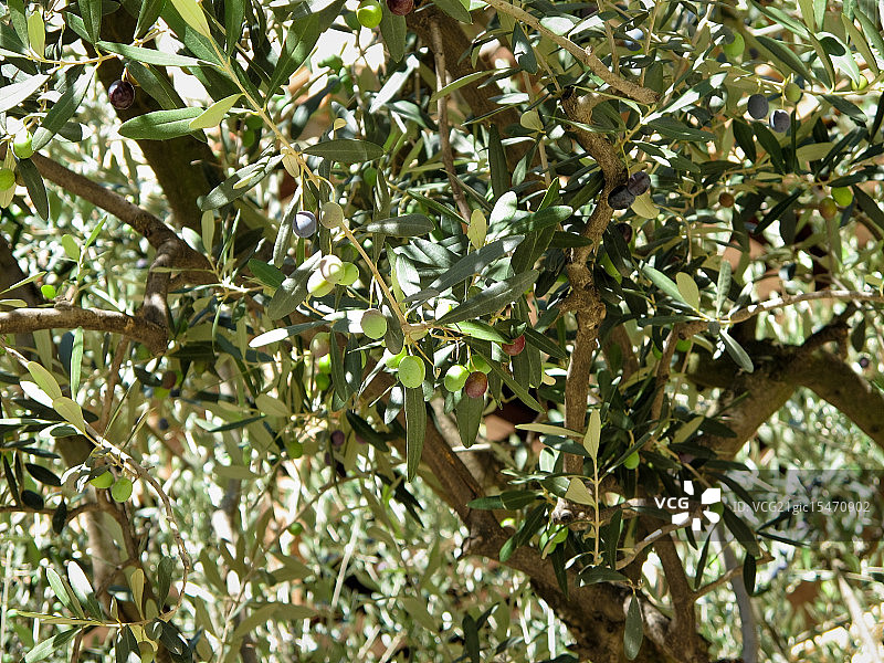 橄榄树细节图片素材
