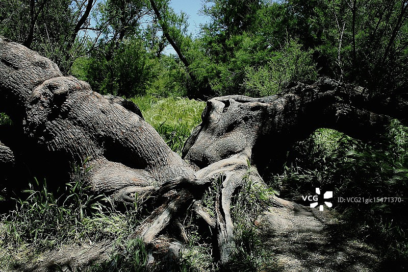 依然存活的老树图片素材