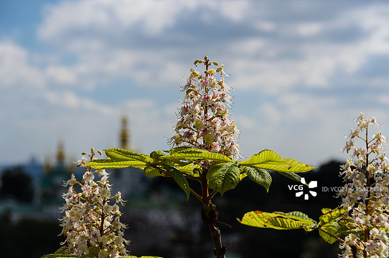 盛开的栗子花图片素材