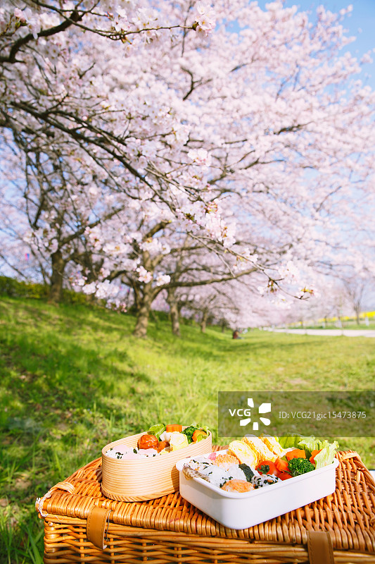 樱花下的日式便当图片素材