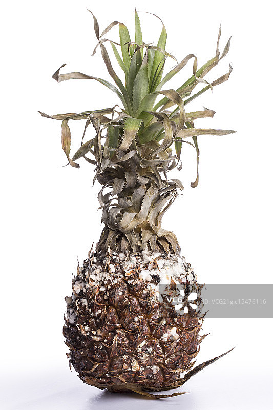 腐烂的菠萝图片素材